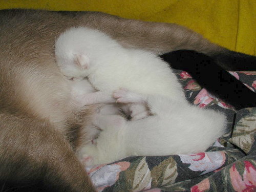 Baghis Babys kurz nach der Geburt.