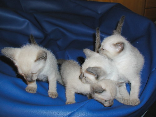 Sally's Babys mit 4. Wochen!