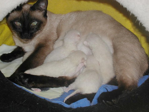 Baghi's Babys nach der Geburt.