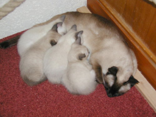 Benjis Babys 6 Wochen alt.